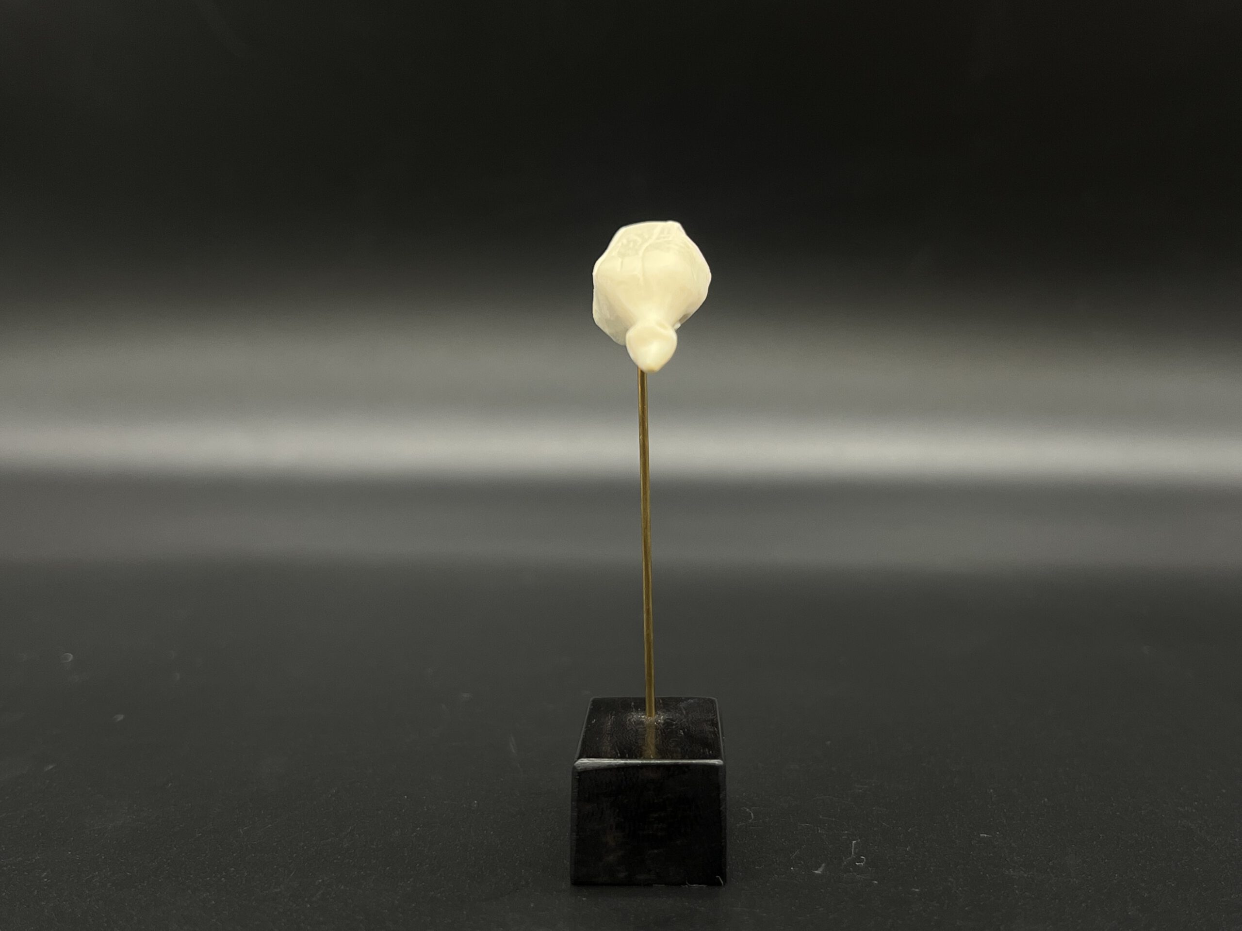 Wasservogel Hohle Fels – Bild 2