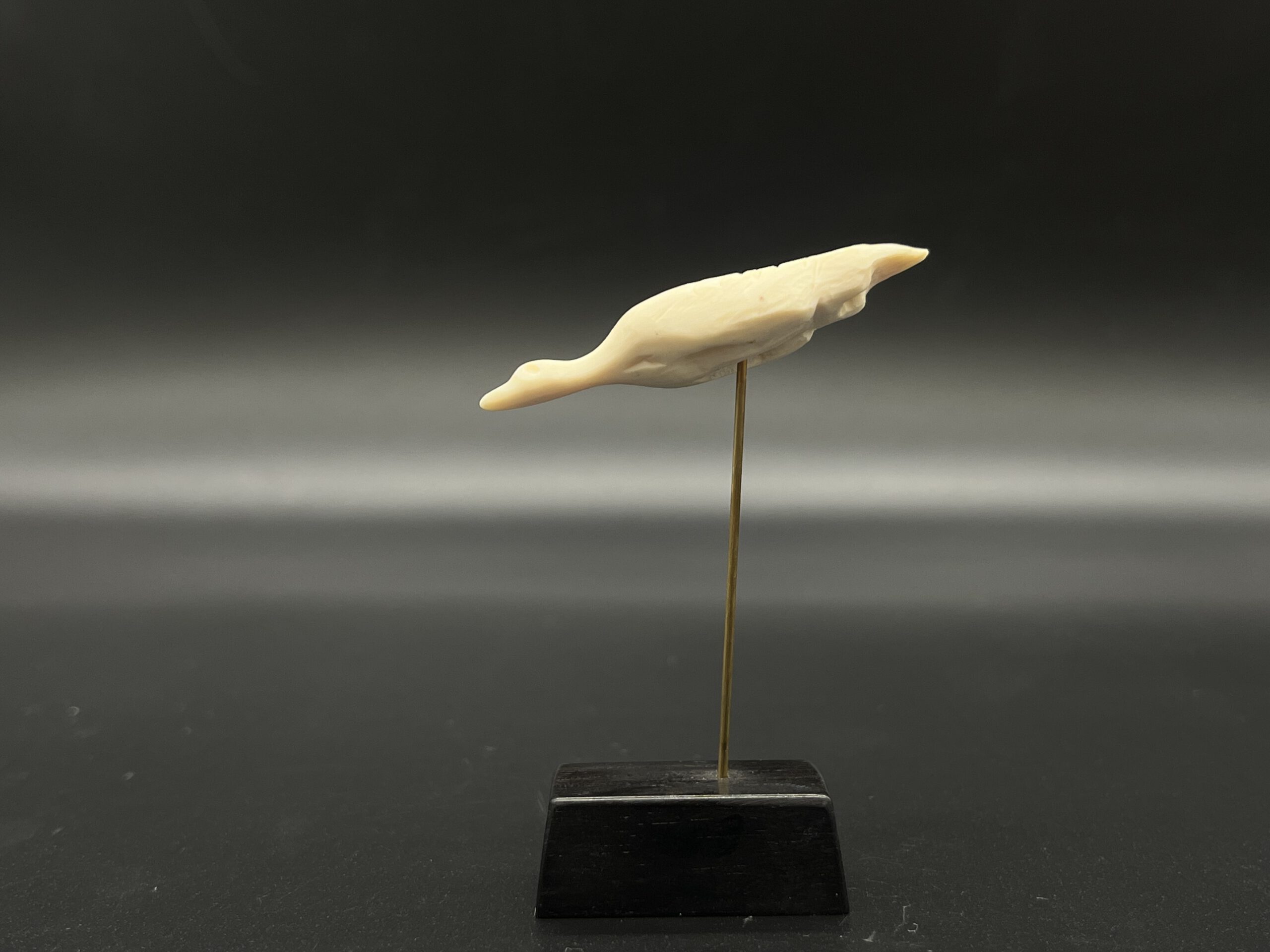 Wasservogel Hohle Fels