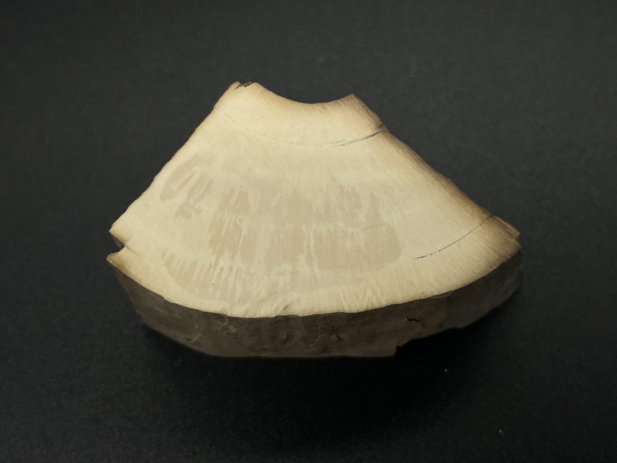 Mammutelfenbein Rohling