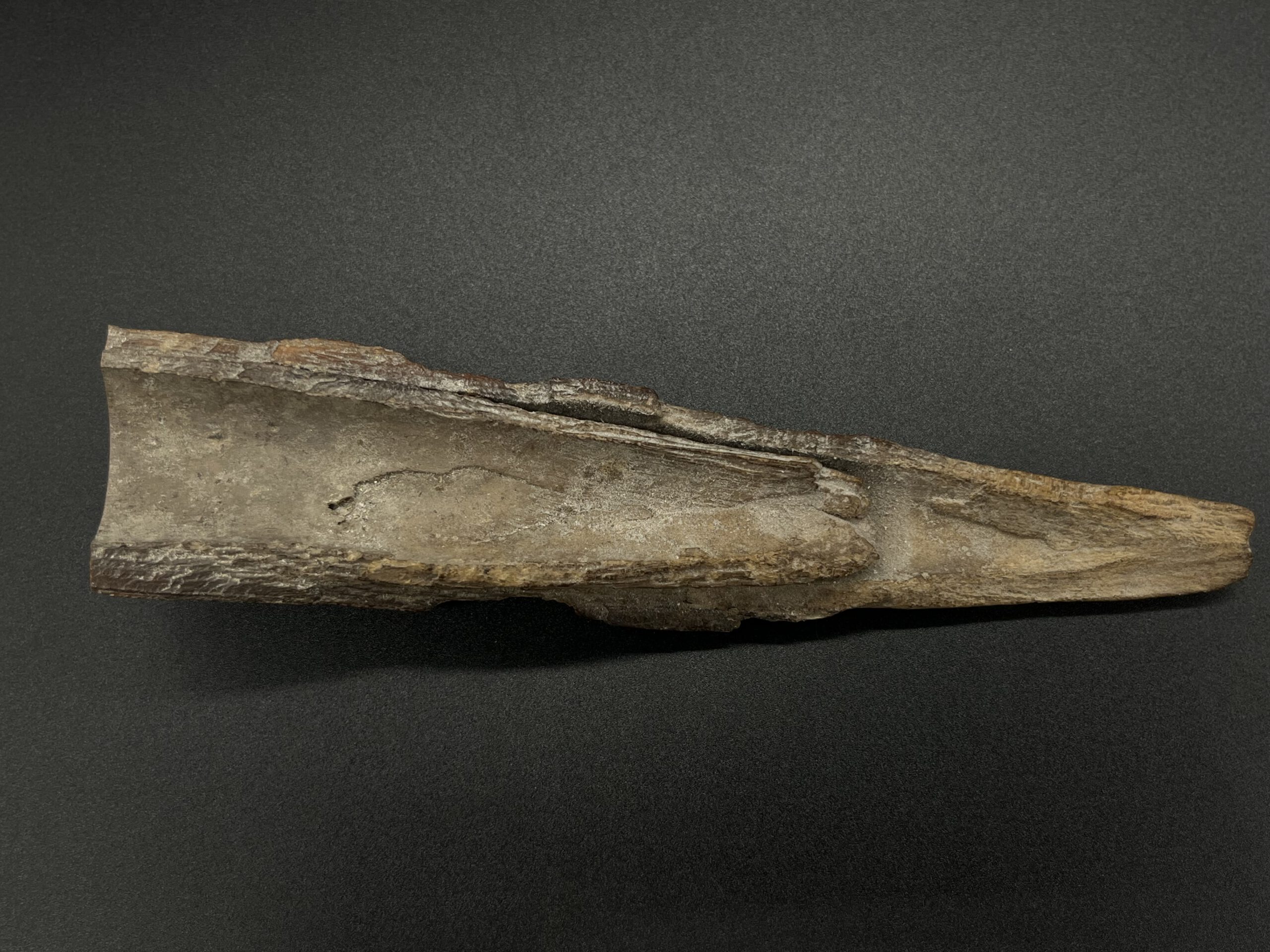 Mammutelfenbein Rohling