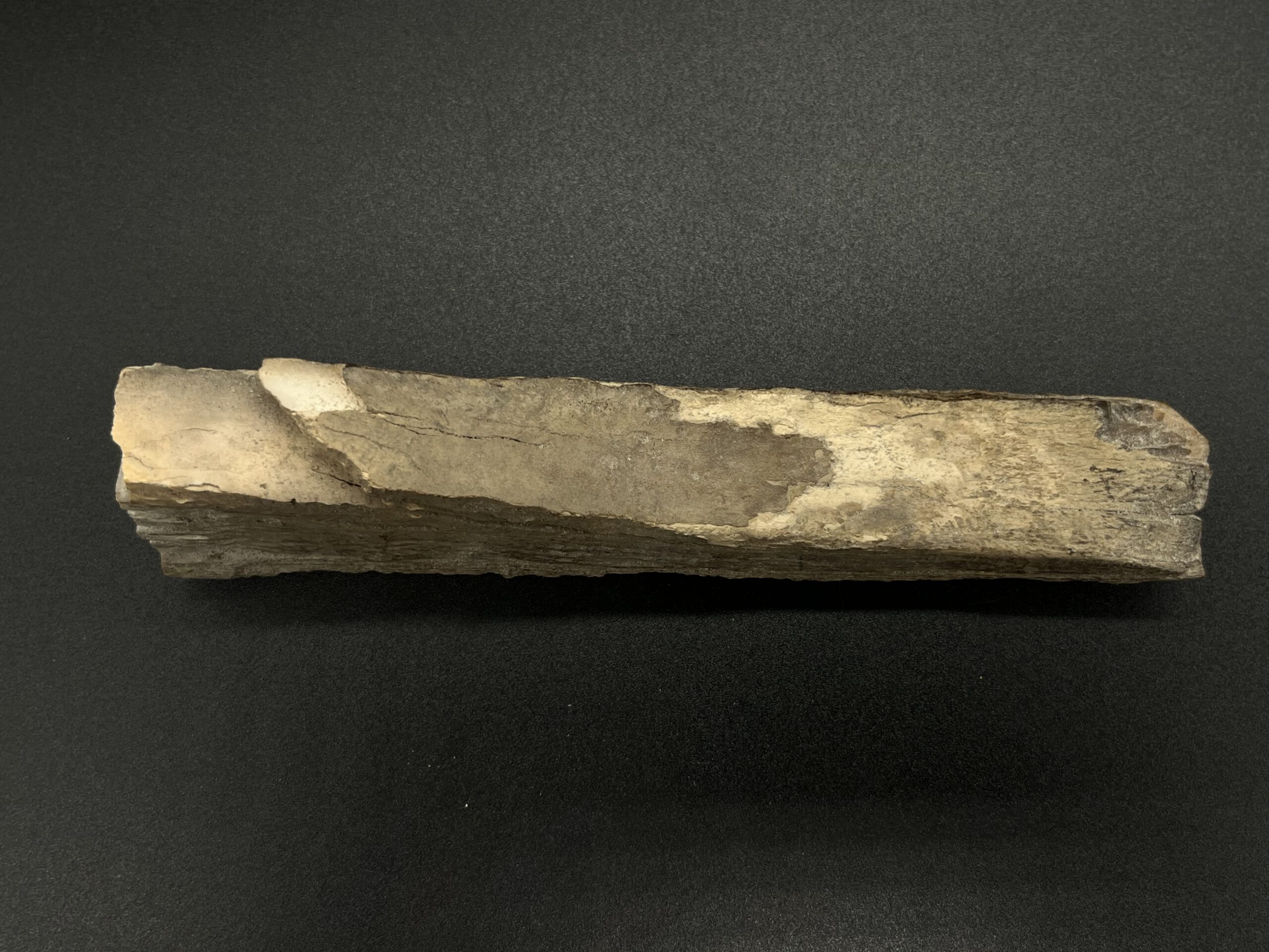 Mammutelfenbein Rohling