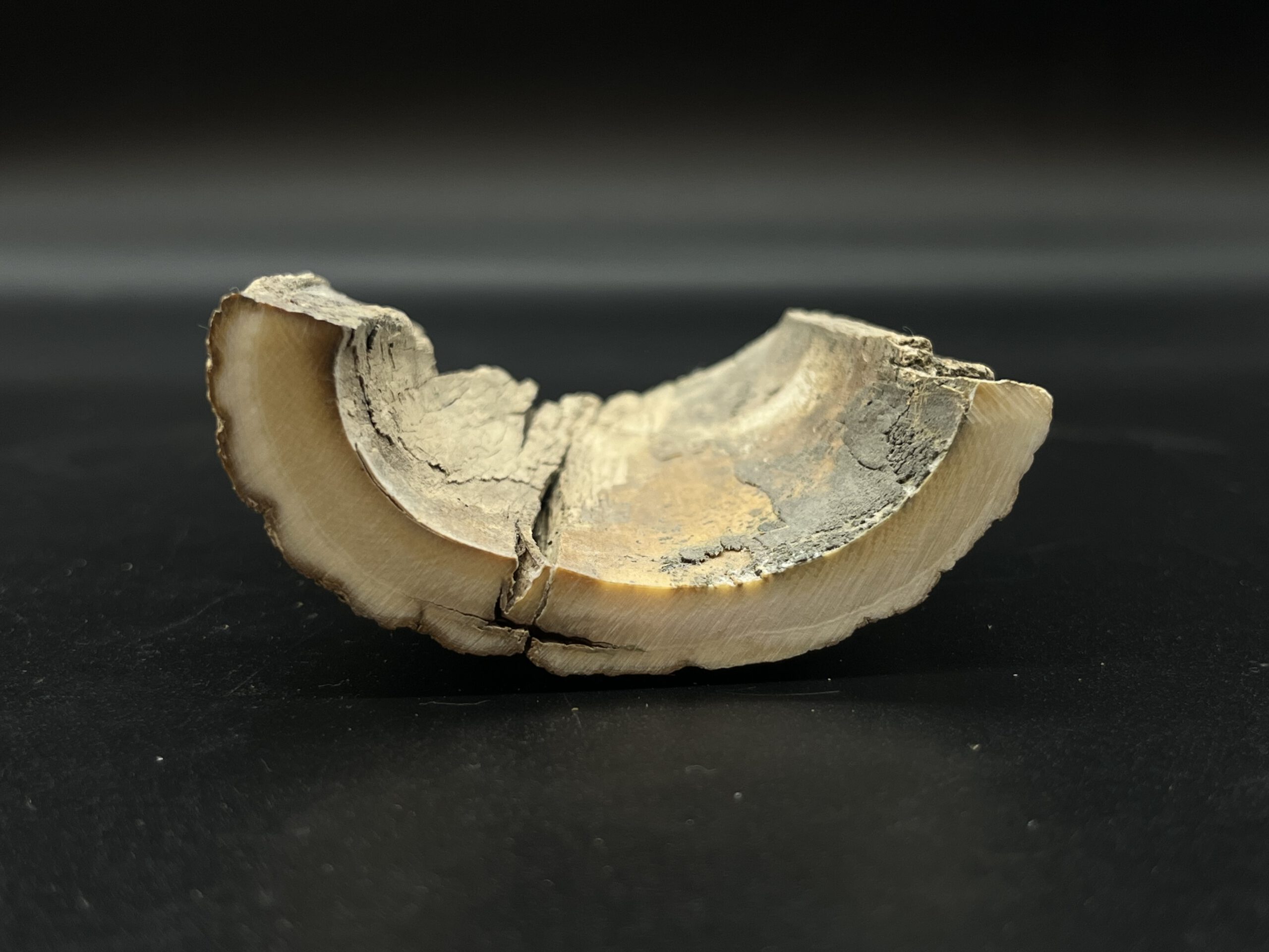 Mammutelfenbein Rohling