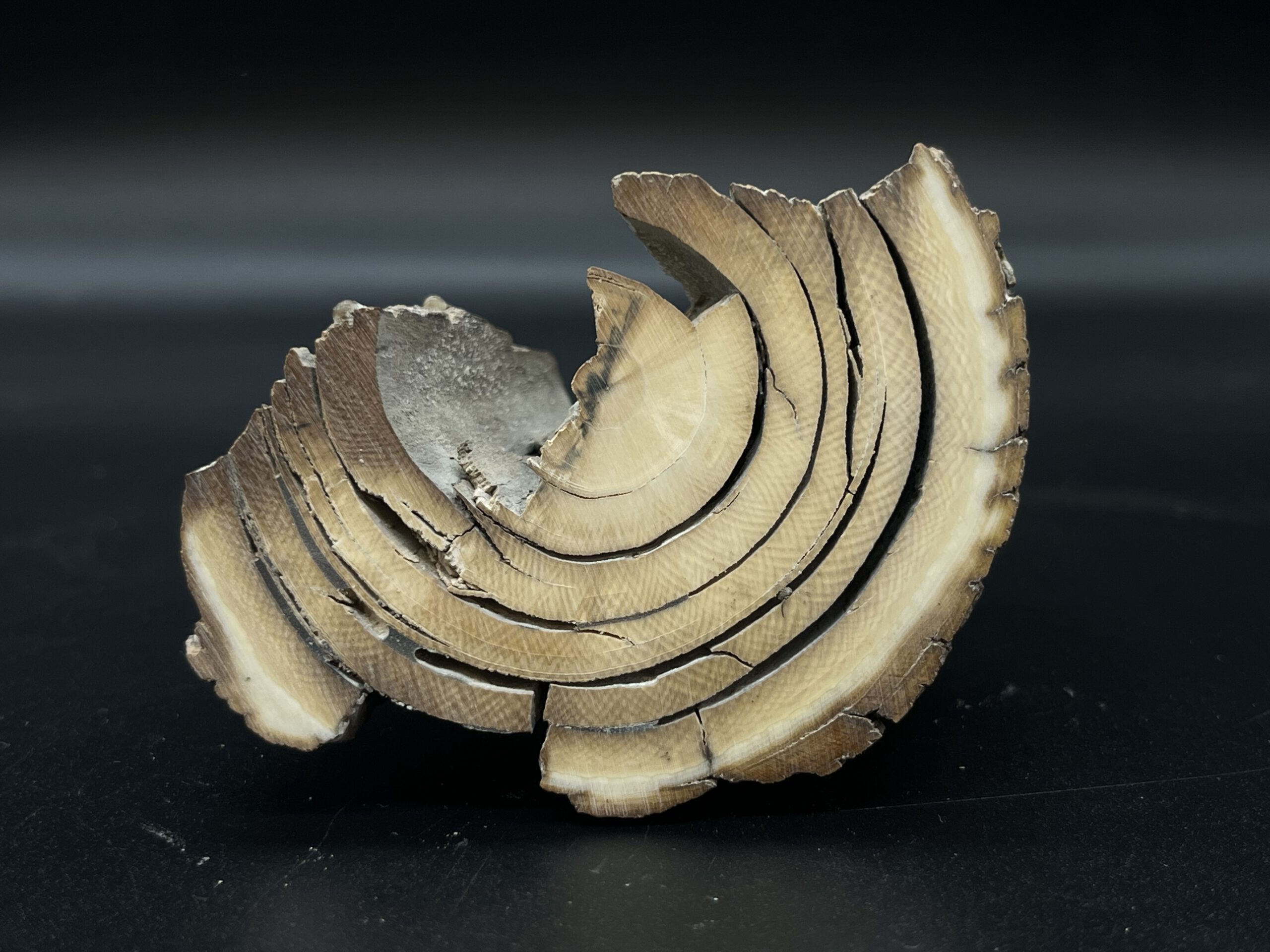 Mammutelfenbein Rohling