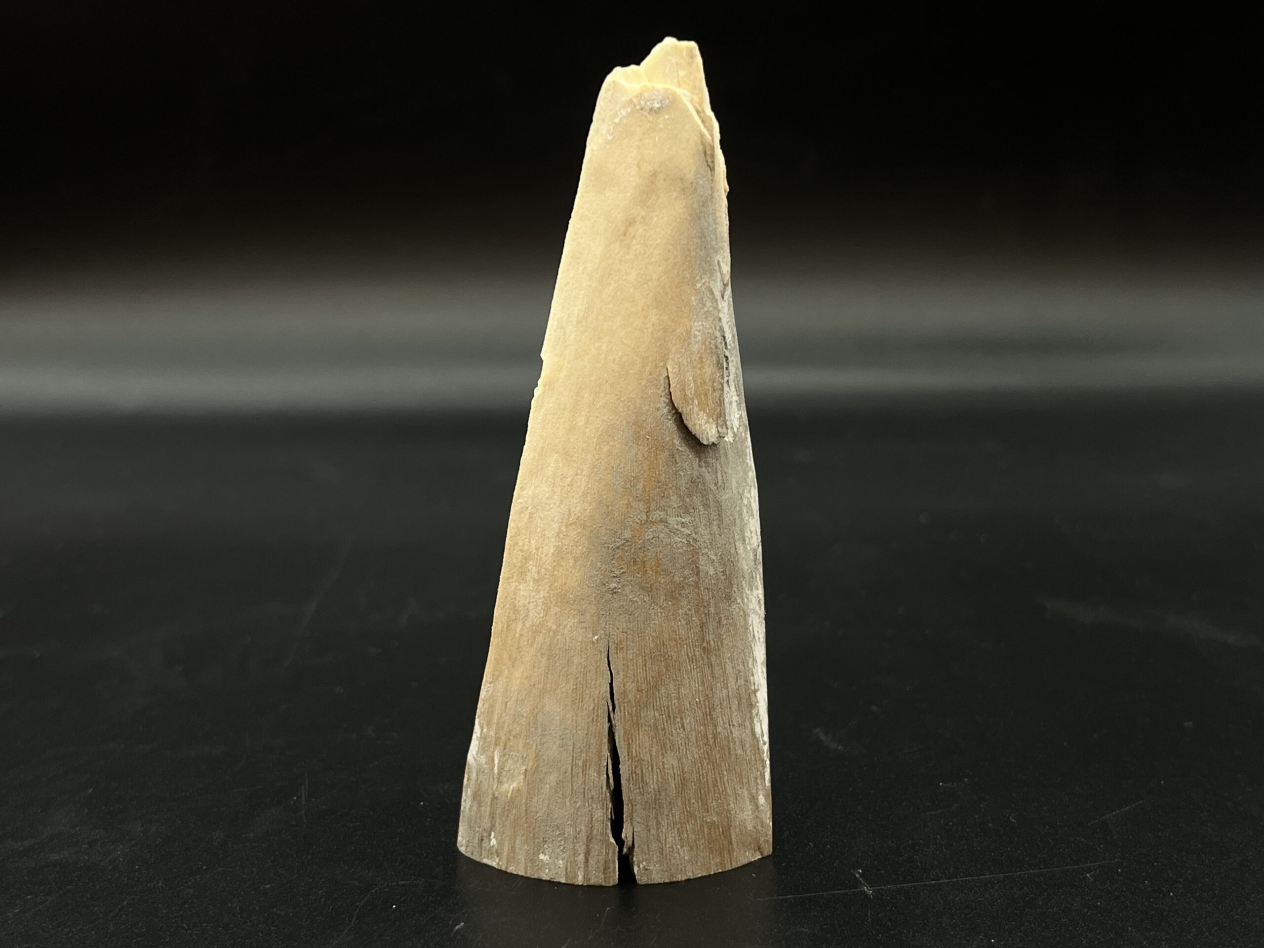 Mammutelfenbein Rohling