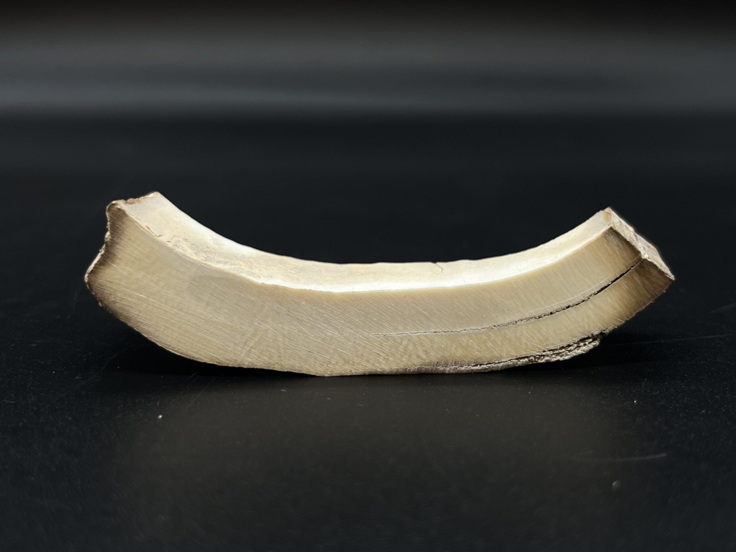 Mammutelfenbein Rohling